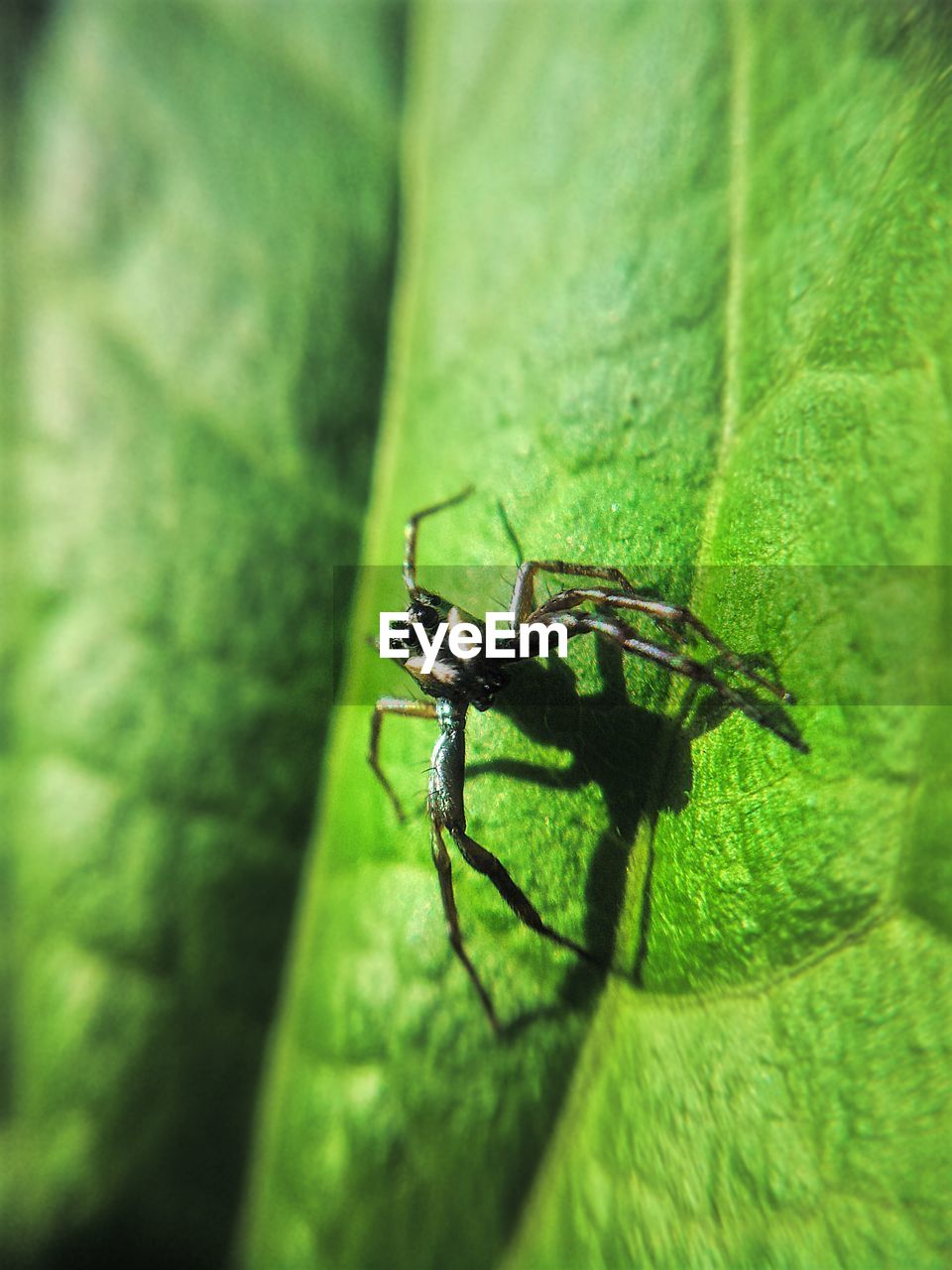 CLOSE-UP OF INSECTS ON LEAF