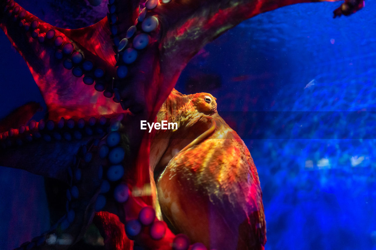 CLOSE-UP OF DUCKS SWIMMING IN AQUARIUM