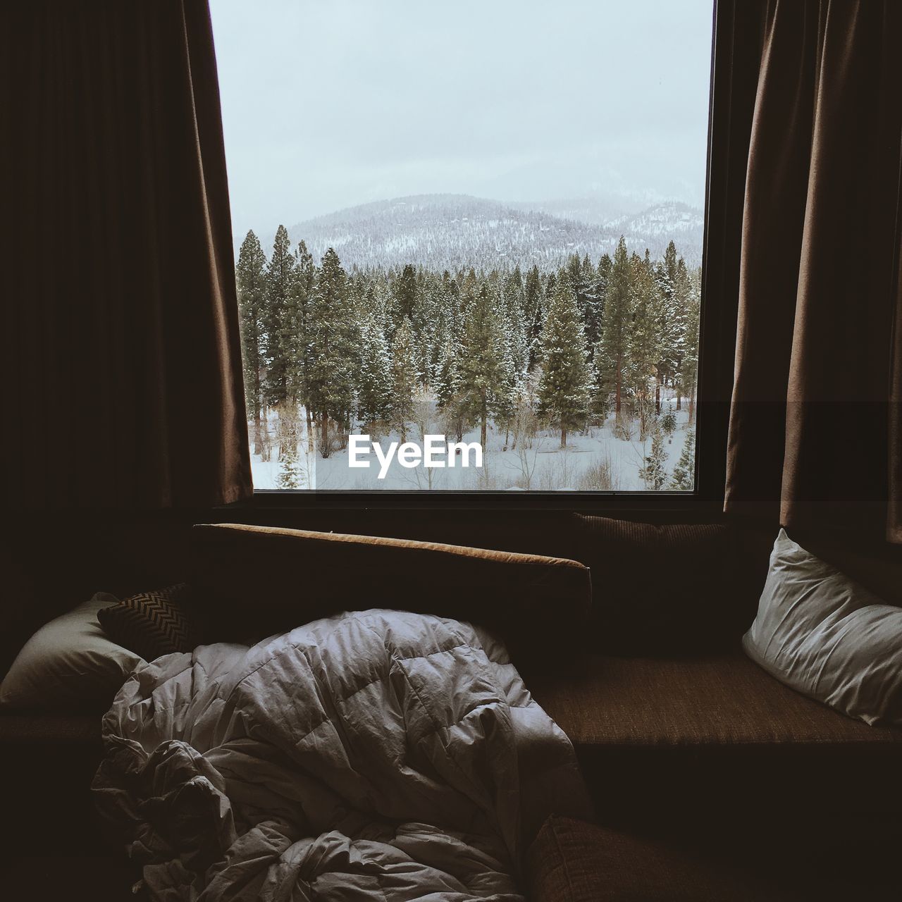 Pine trees on snowy field seen from house window