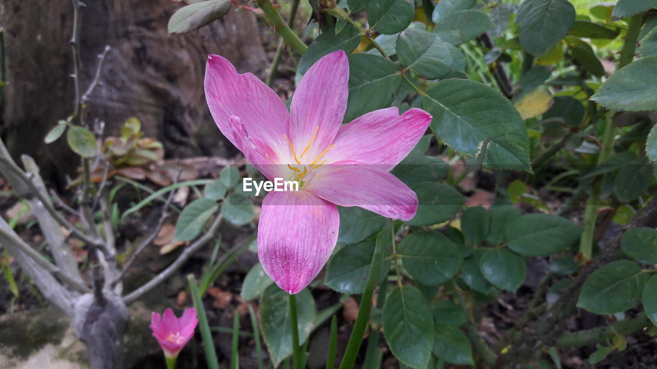 CLOSE-UP OF PINK FLOWER BLOOMING IN PARK