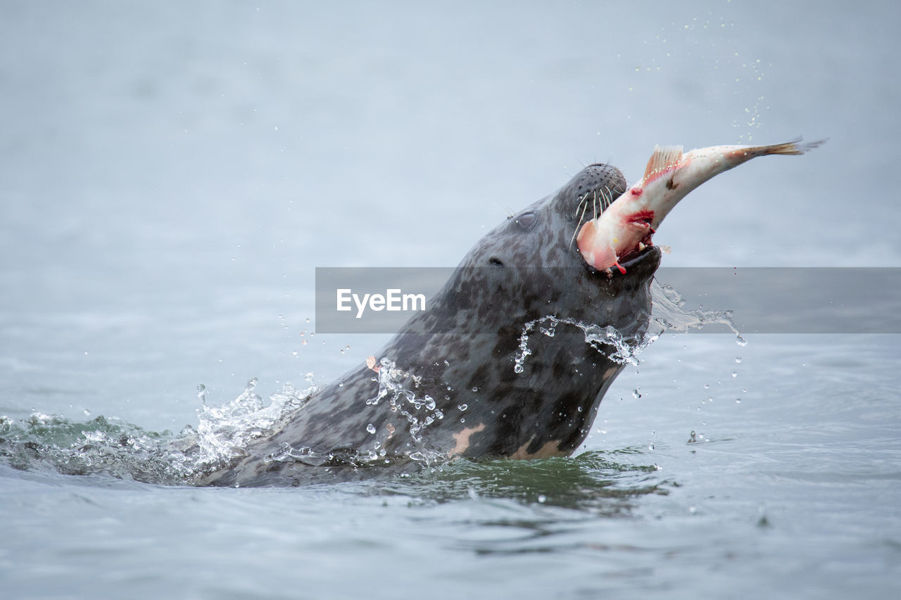 high angle view of bird in sea