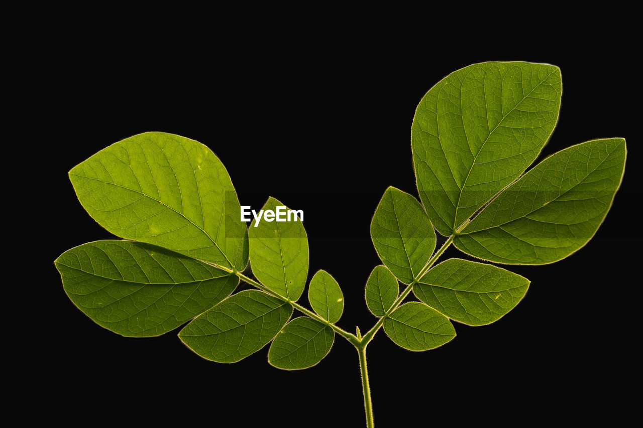 Close-up of leaves against black background