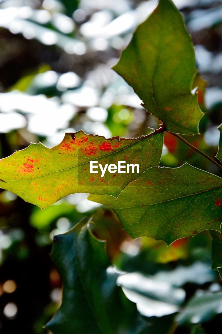 Close-up of leaves on tree