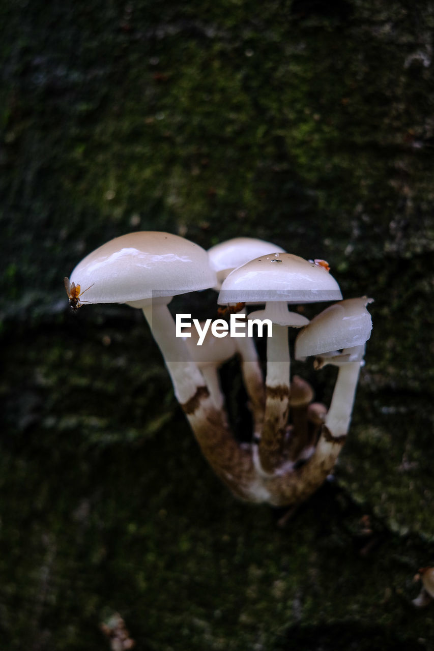 CLOSE-UP OF FLY MUSHROOM ON MUSHROOMS