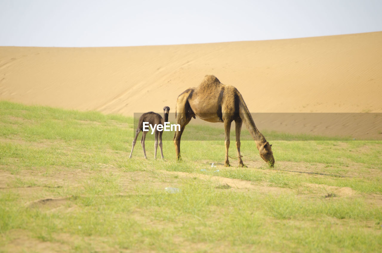 Camels in saudi