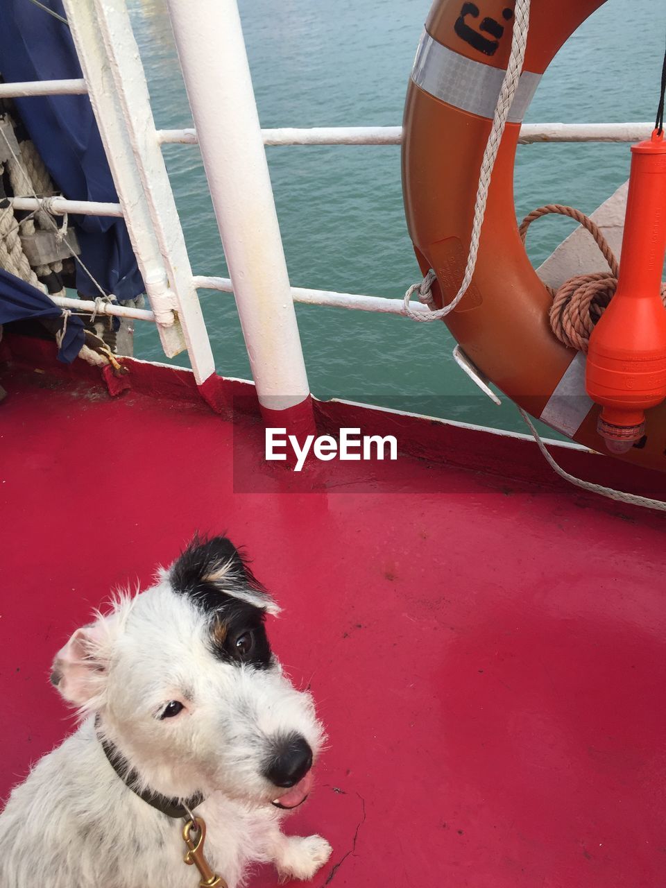 HIGH ANGLE VIEW OF DOG ON BOAT MOORED AT SEA