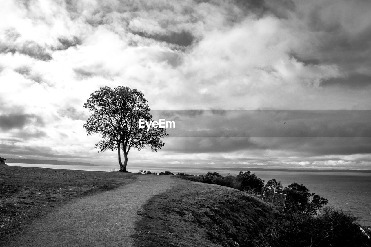 Tree on landscape against cloudy sky