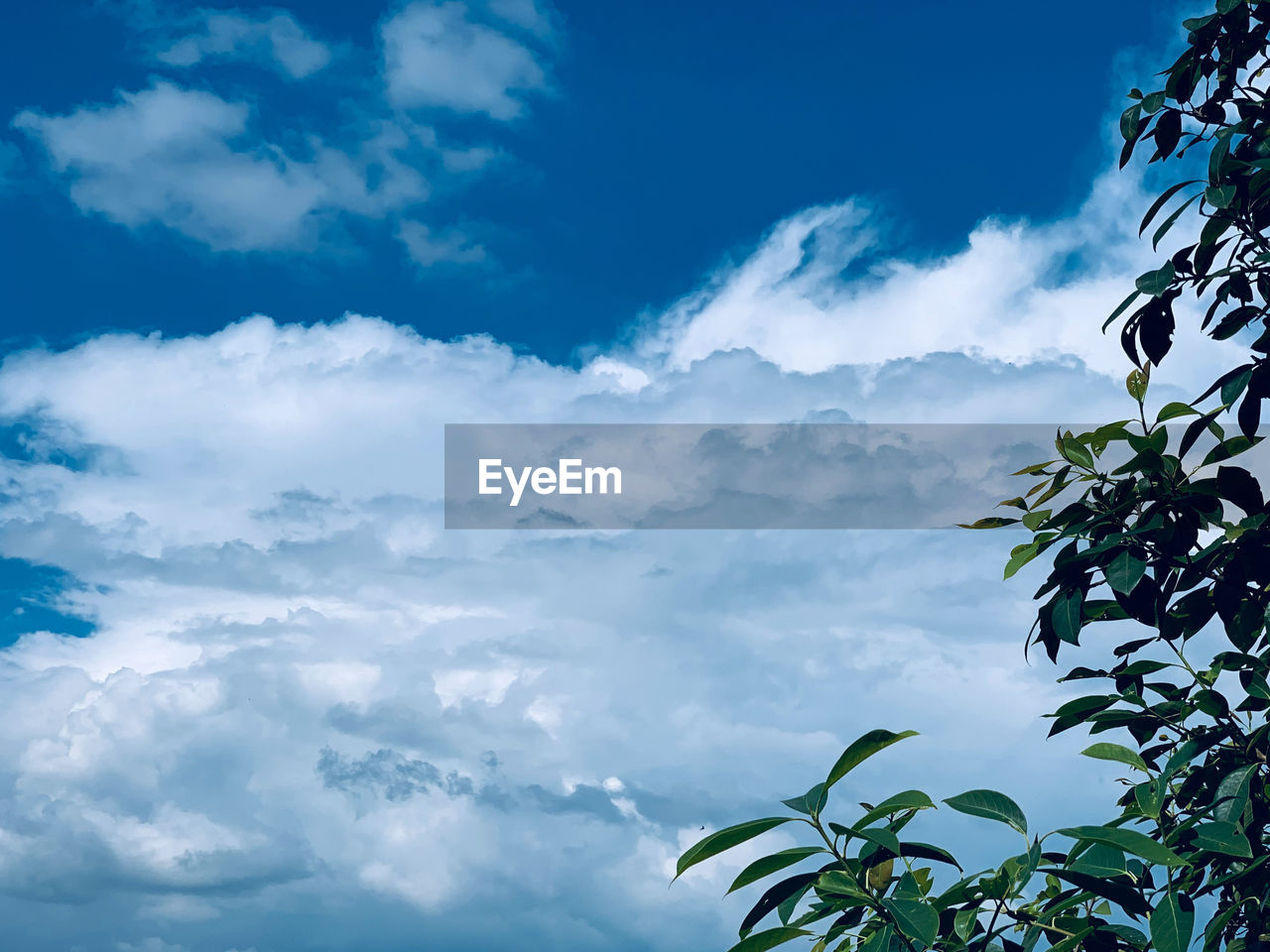 LOW ANGLE VIEW OF PLANTS AGAINST SKY