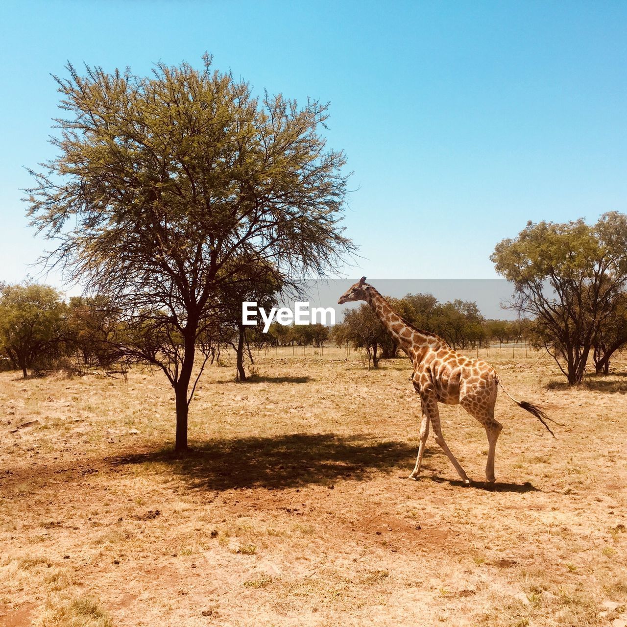 Giraffe walking by tree against clear sky