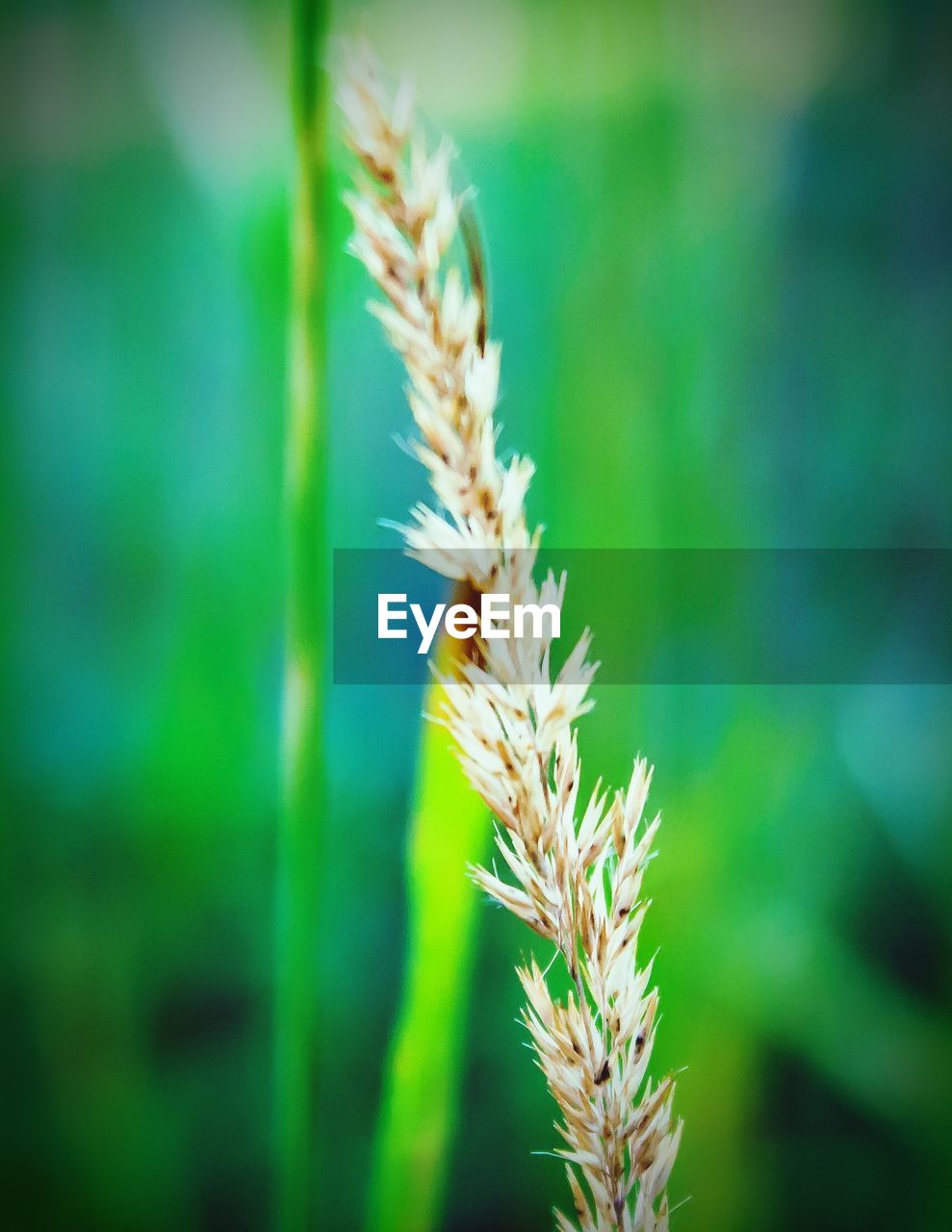 CLOSE-UP OF PLANT AGAINST BLURRED BACKGROUND
