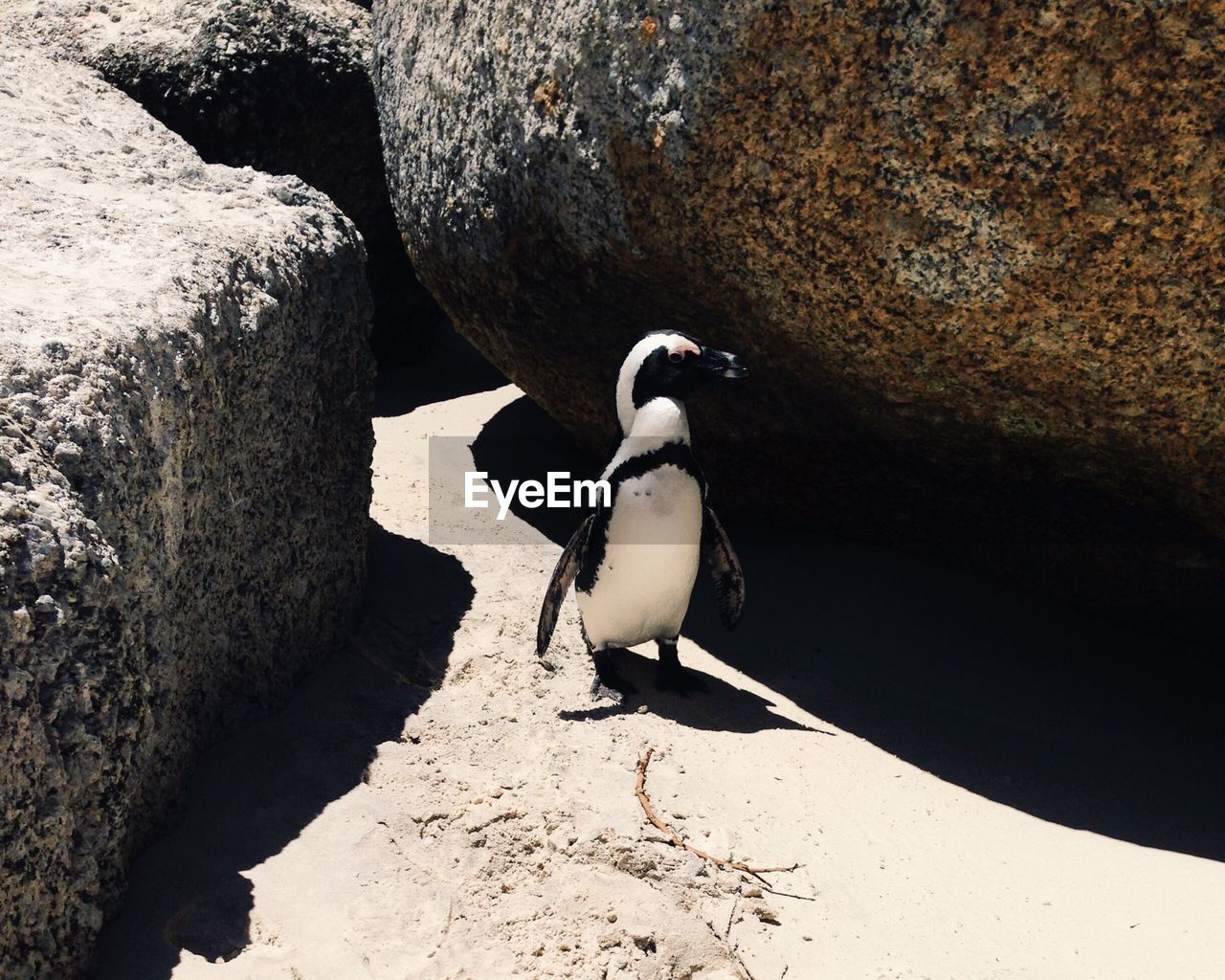 View of a penguin against rocks