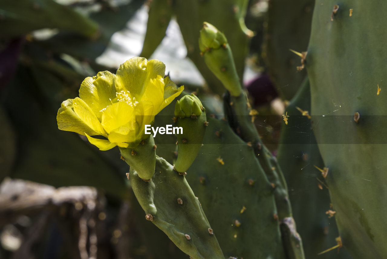 Close-up of yellow flower on prickly peer cactus