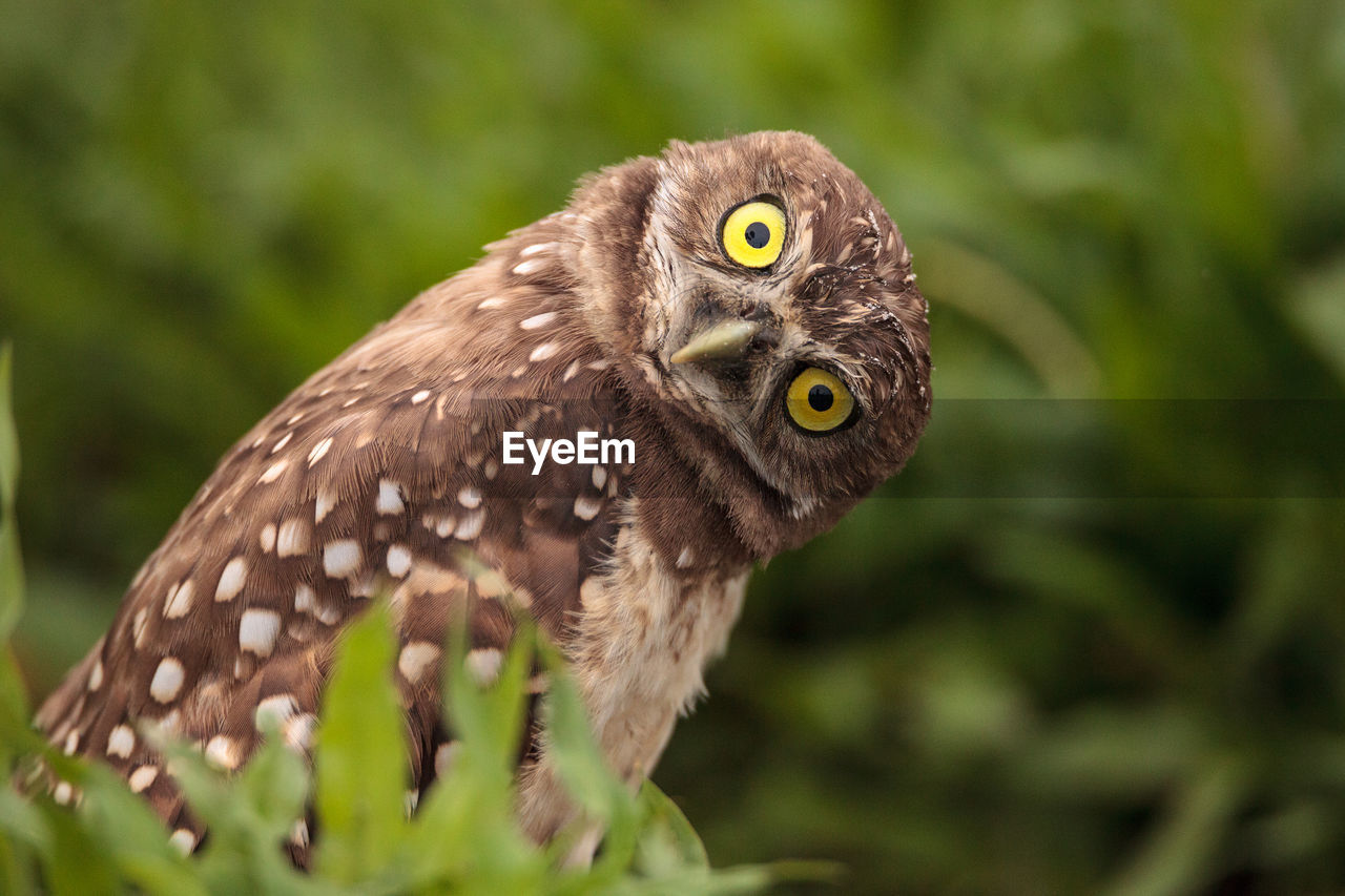 Funny burrowing owl athene cunicularia tilts its head outside its burrow on marco island, florida