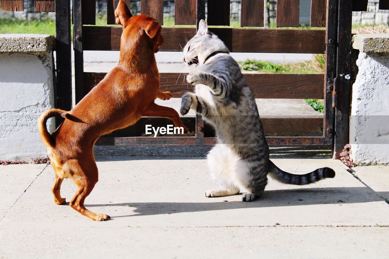 VIEW OF TWO CATS ON FLOOR