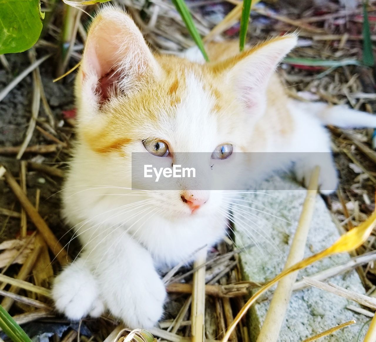 Close-up portrait of cat