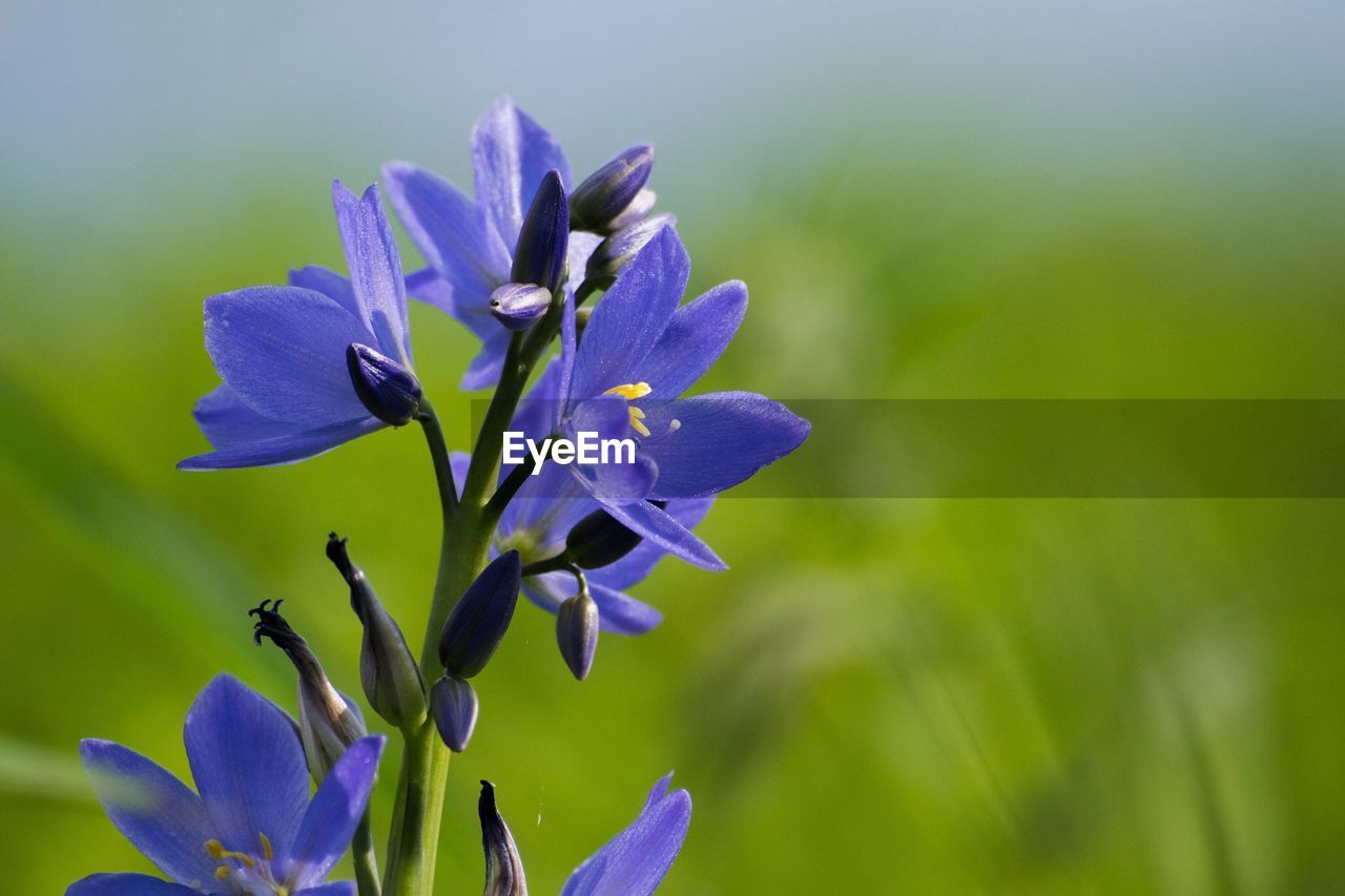 Close-up of purple flowers