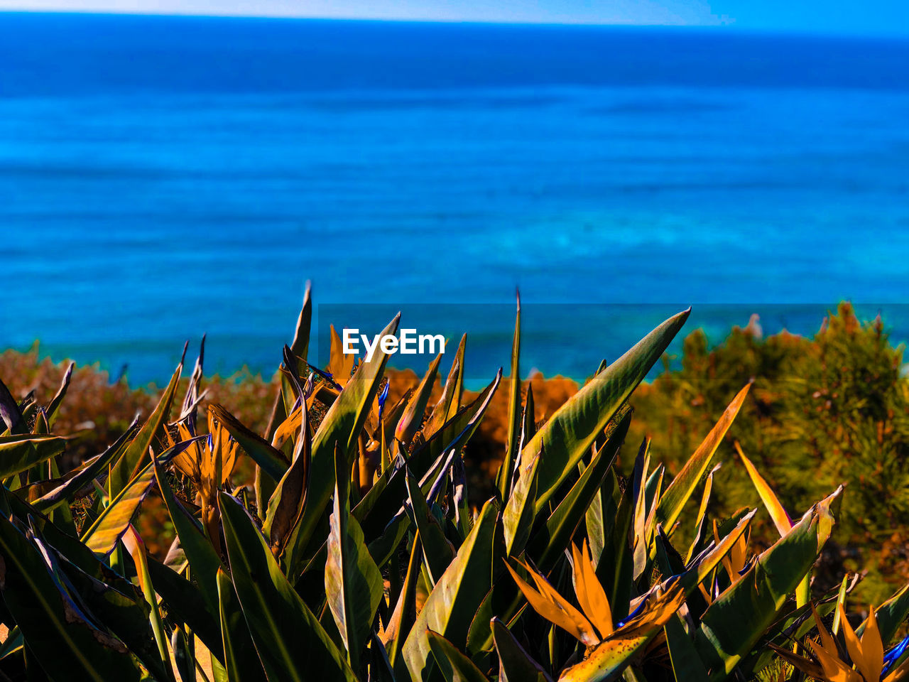 Close-up of plants by sea against blue sky