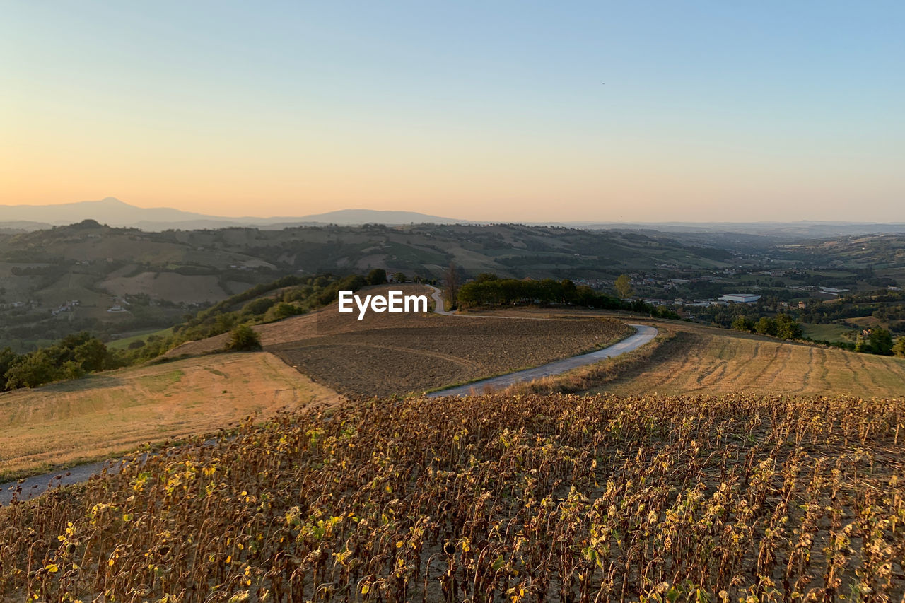 Scenic view of agricultural field against clear sky during sunset