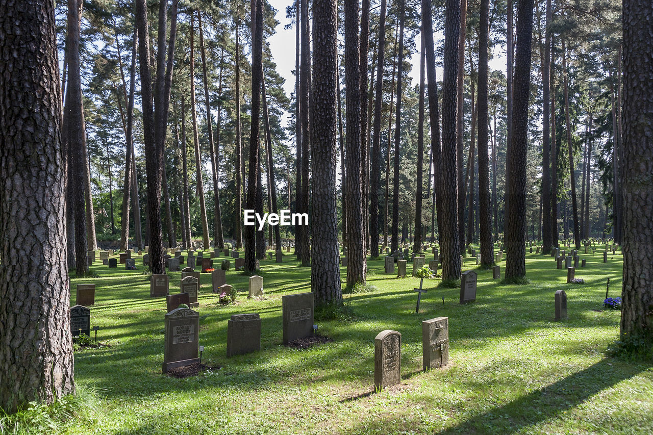 TREES GROWING IN CEMETERY