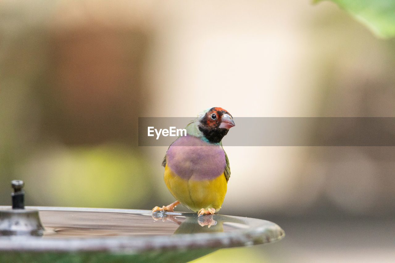 CLOSE-UP OF BIRD PERCHING ON A PARROT