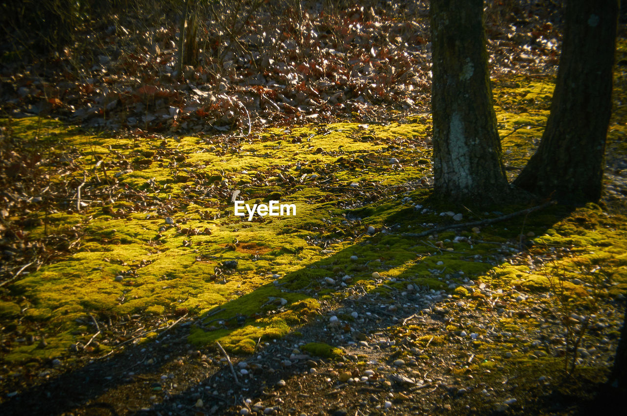 PLANTS GROWING ON LAND IN FOREST