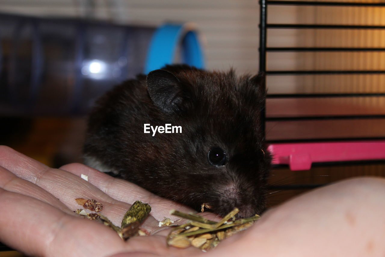 Close-up of hand holding hamster