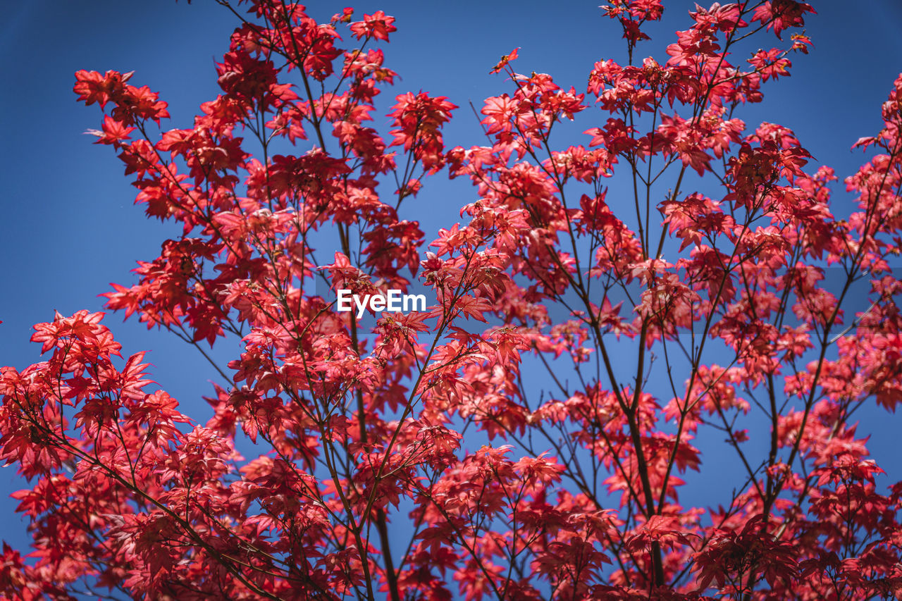 Low angle view of yellow flowering plants against sky