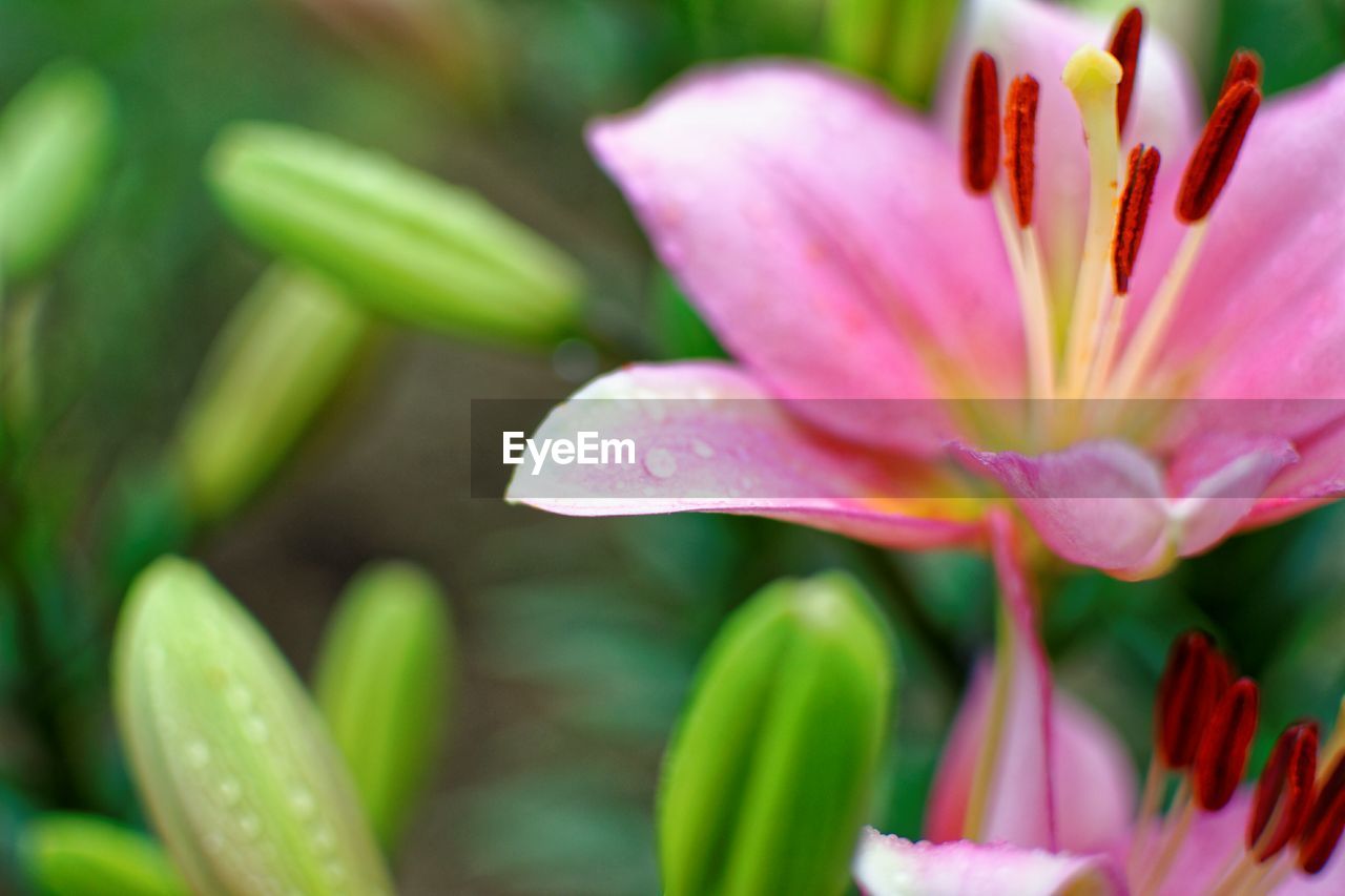 Close-up of pink lily