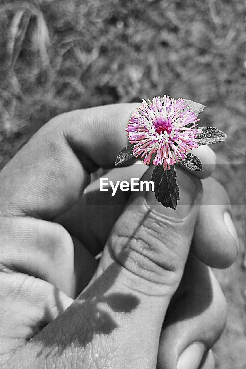 CROPPED IMAGE OF HAND HOLDING FLOWER