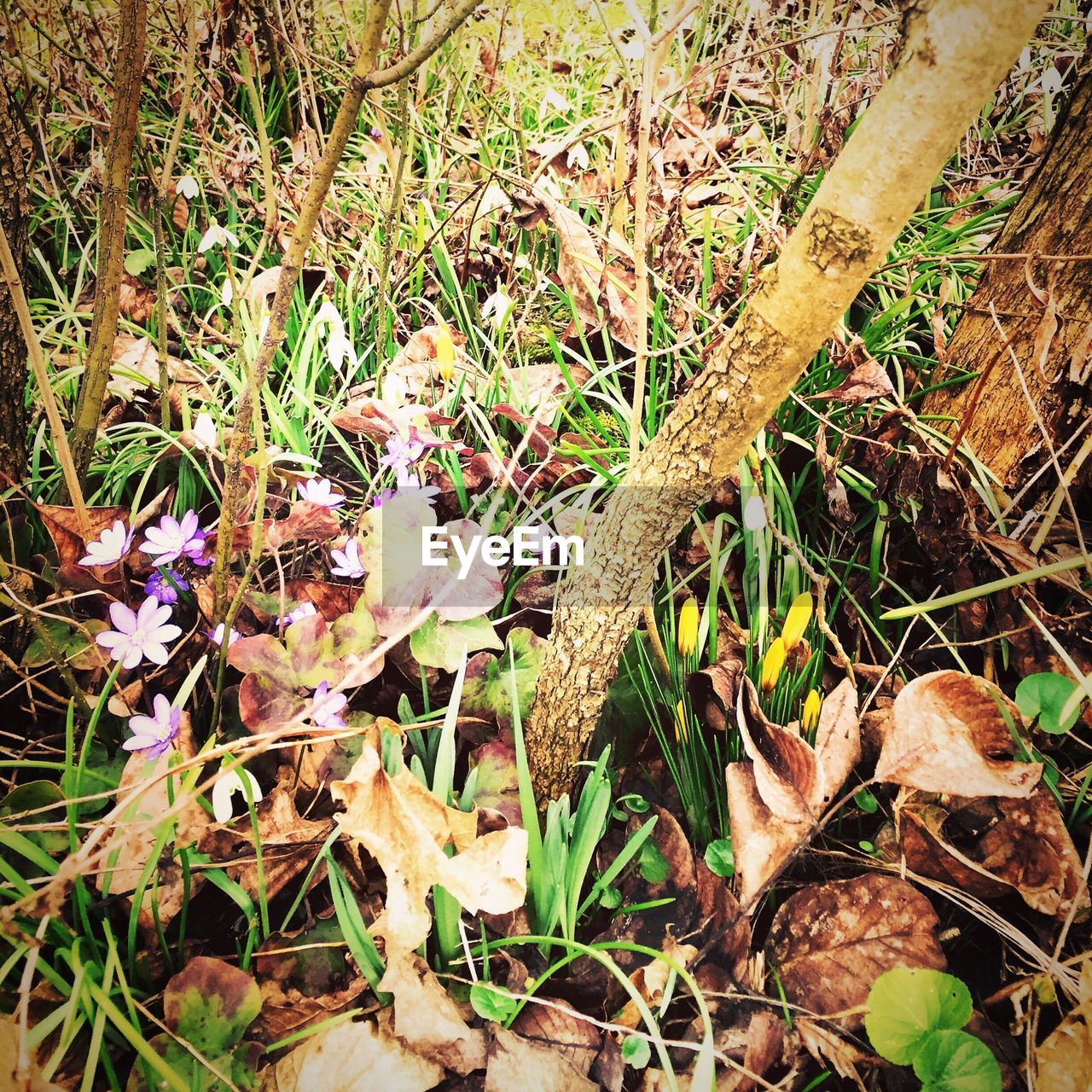 LEAVES ON GRASSY FIELD