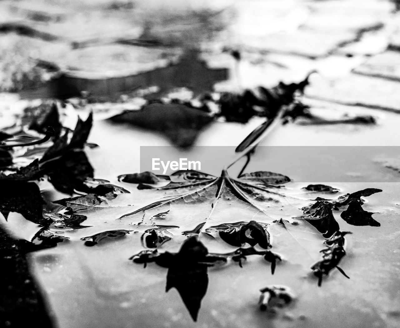 CLOSE-UP OF DRY LEAVES ON TABLE