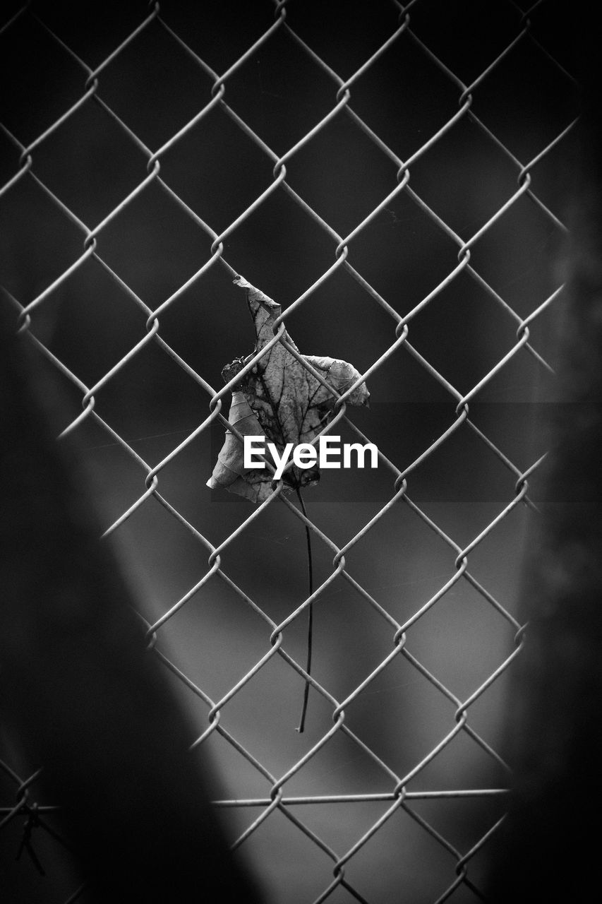 VIEW OF CAT ON CHAINLINK FENCE