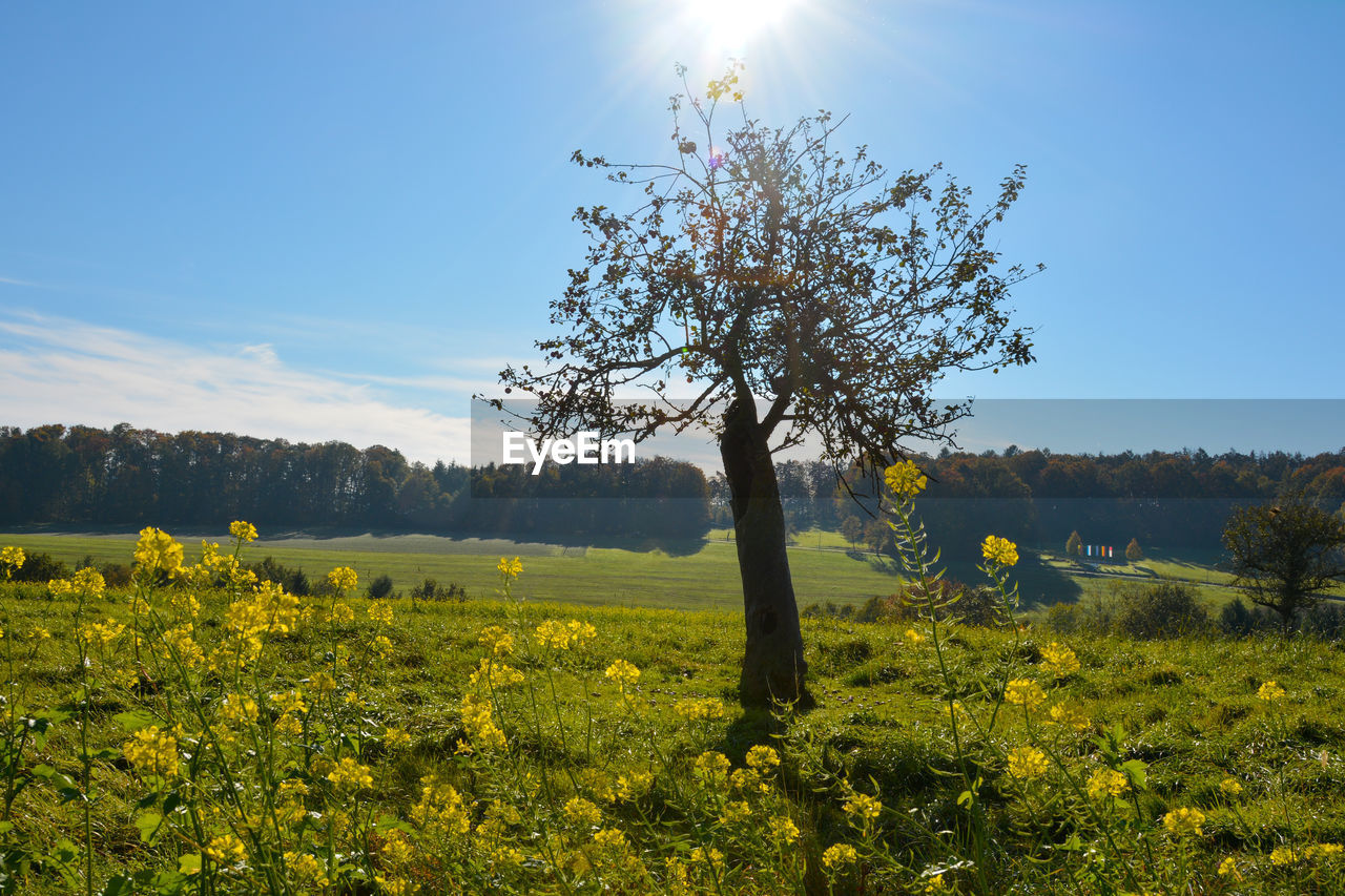 SCENIC VIEW OF FIELD BY TREES AGAINST SKY