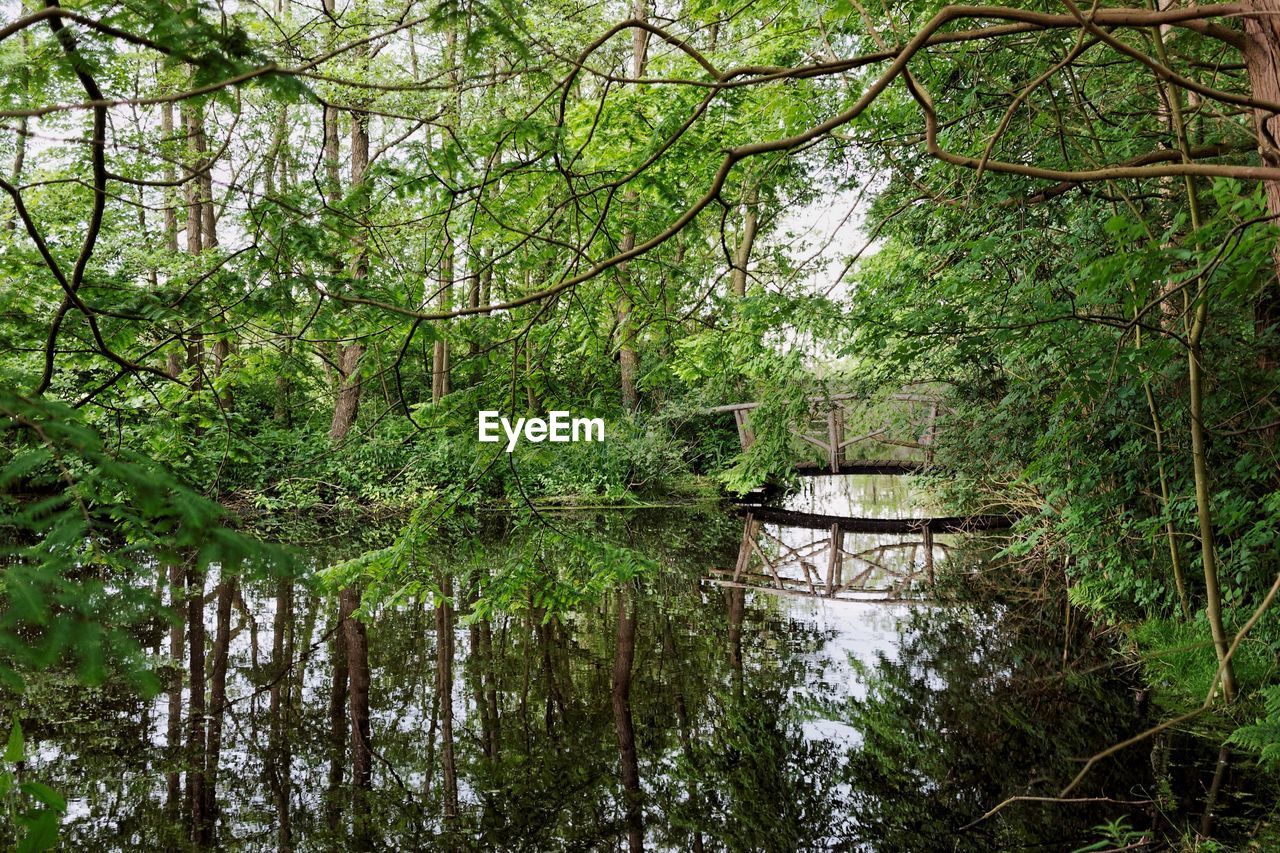 Reflection of trees in calm lake