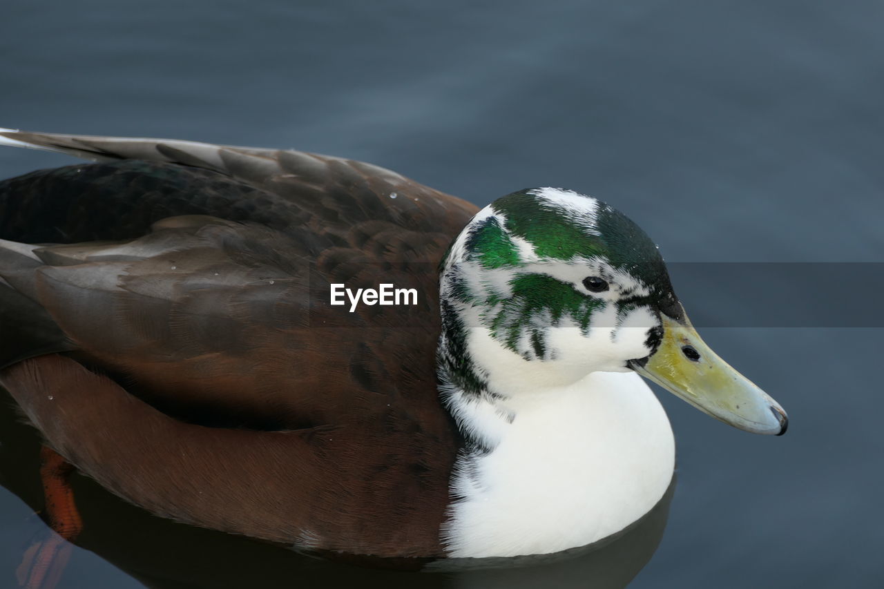 CLOSE-UP OF A TURTLE