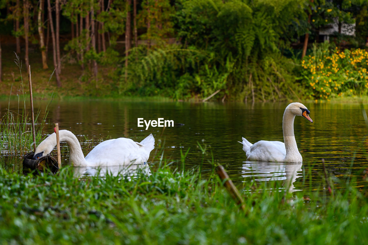 Swans swimming in lake pang oung , mae hong son, switzerland of thailand 