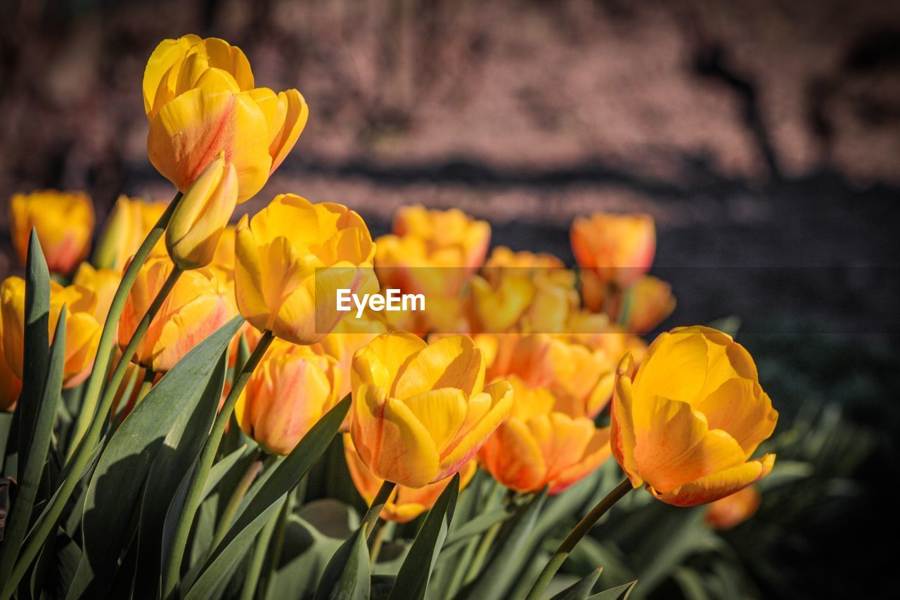 Close-up of yellow tulips