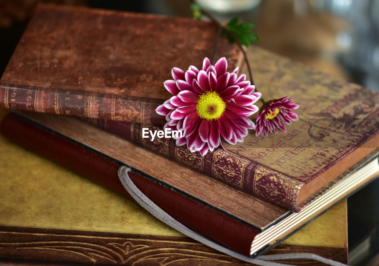 CLOSE-UP OF FLOWER ON TABLE AGAINST BOOK