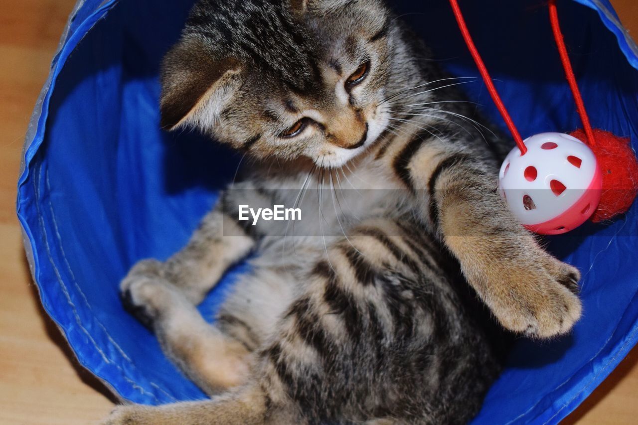 HIGH ANGLE VIEW OF A CAT RESTING