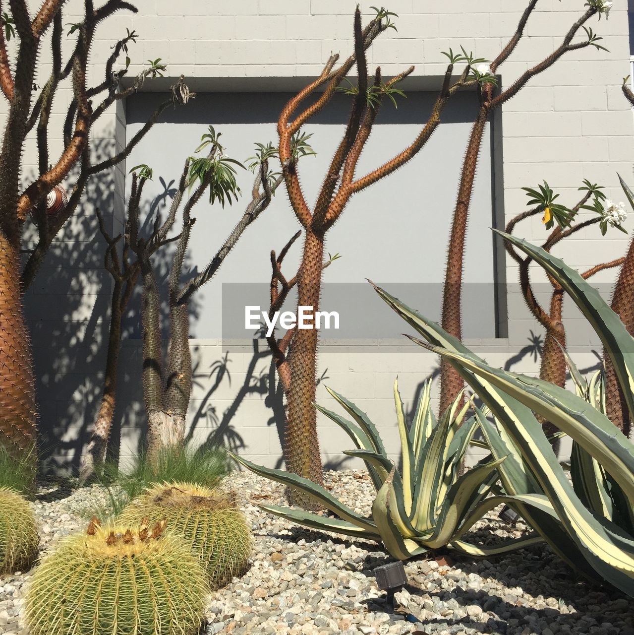 Cactus growing against wall