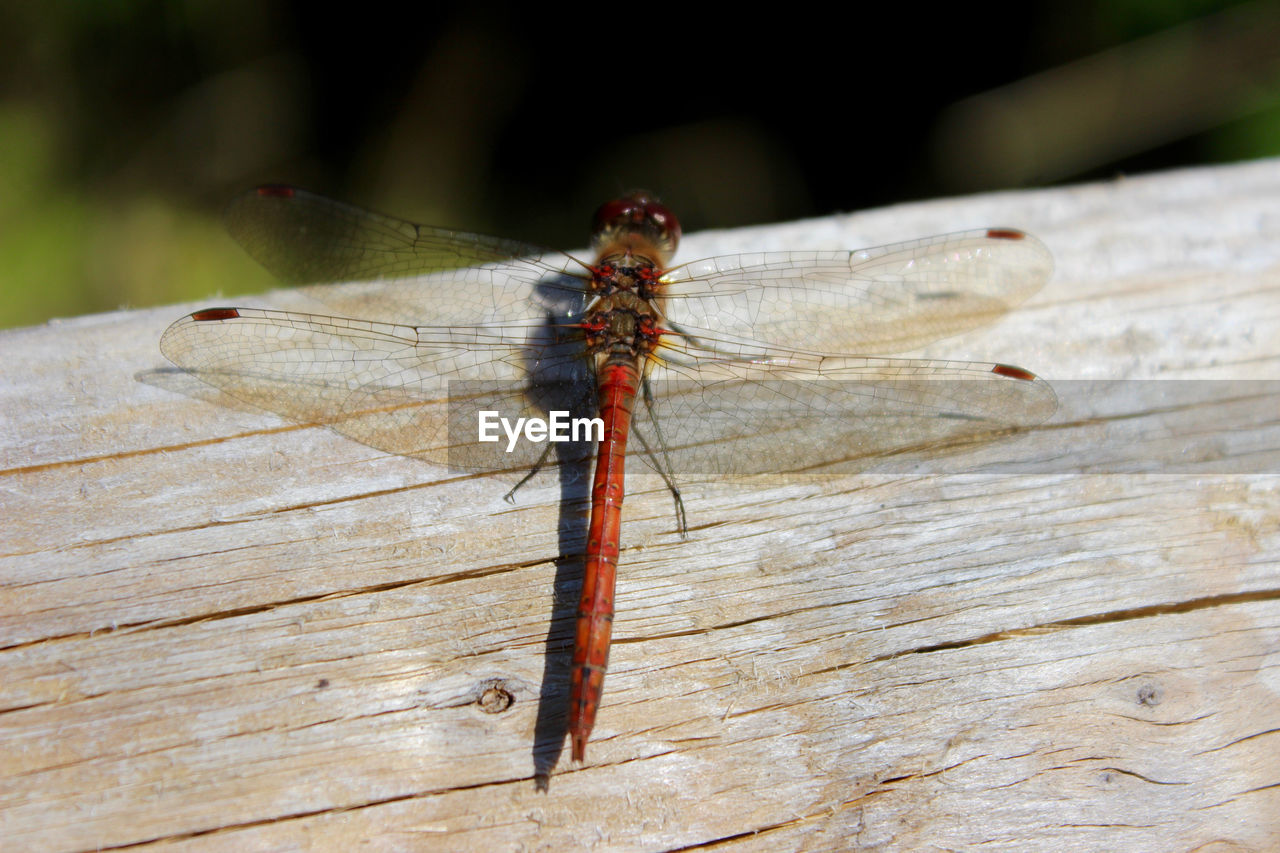 Close-up of dragonfly on wooden surface