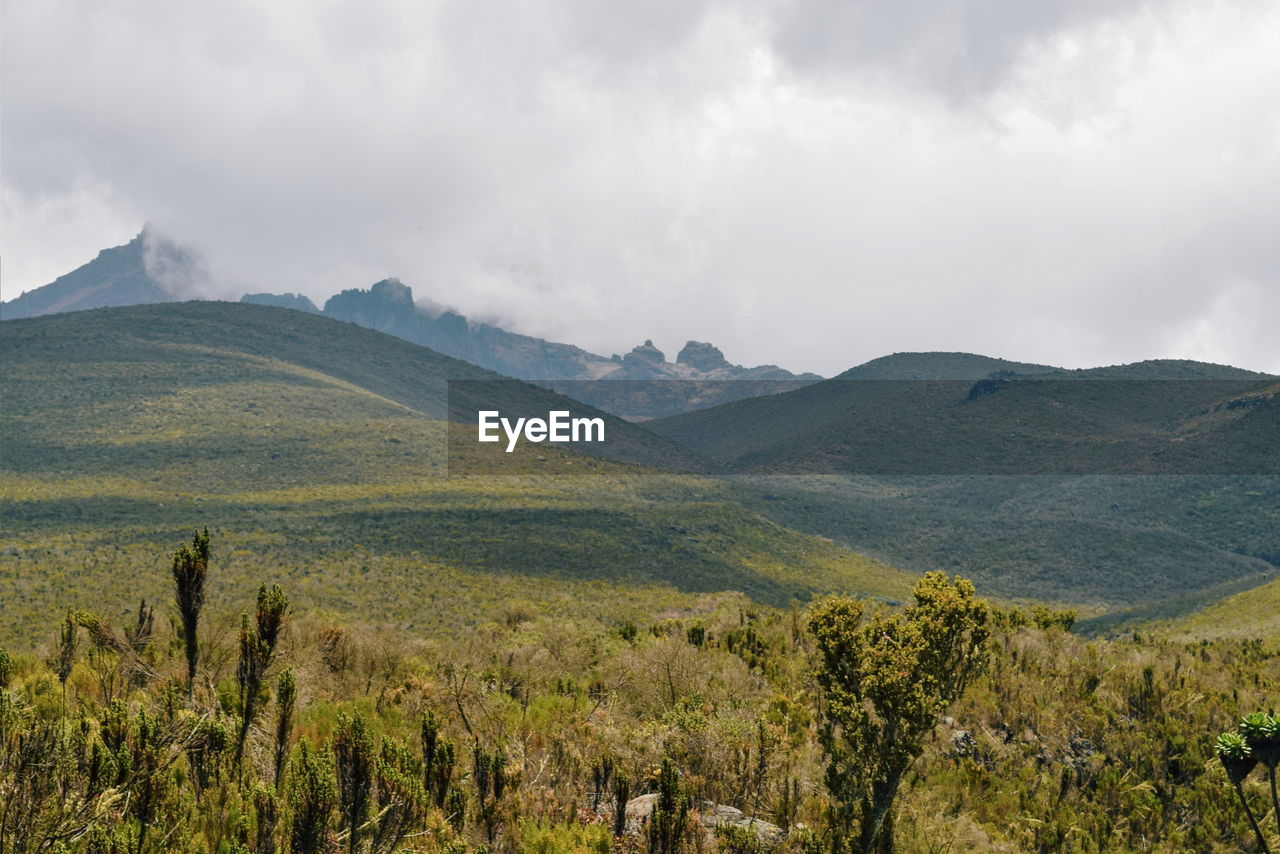 High altitude moorland of mount kilimanjaro, tanzania