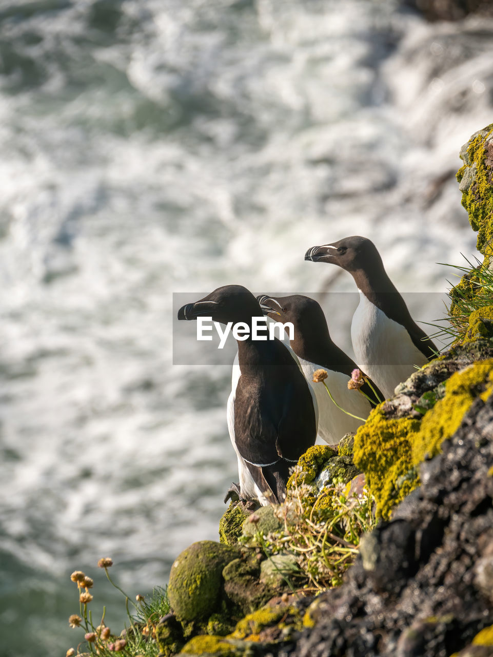 BIRDS ON ROCK