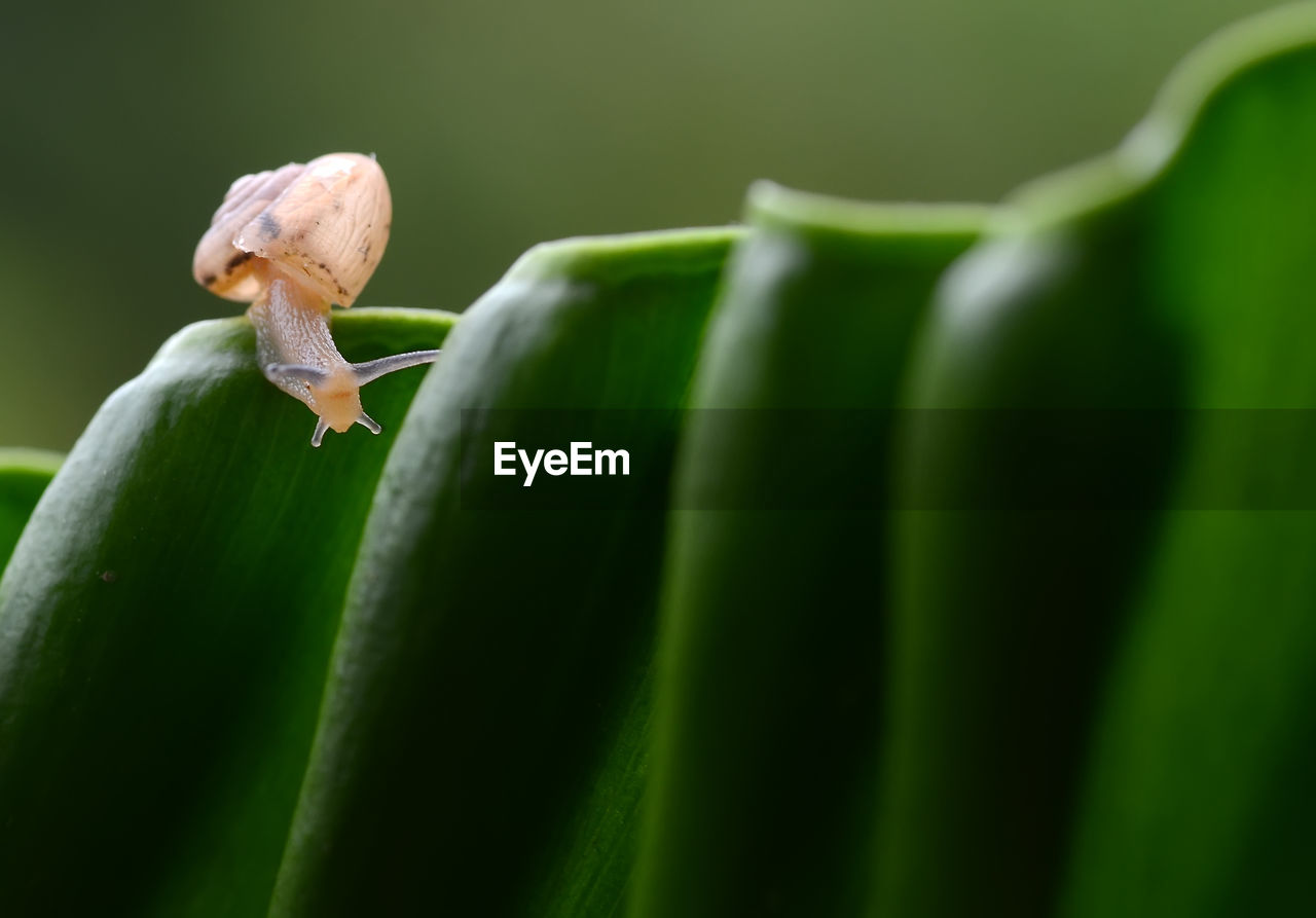 CLOSE-UP OF INSECT ON GREEN LEAF