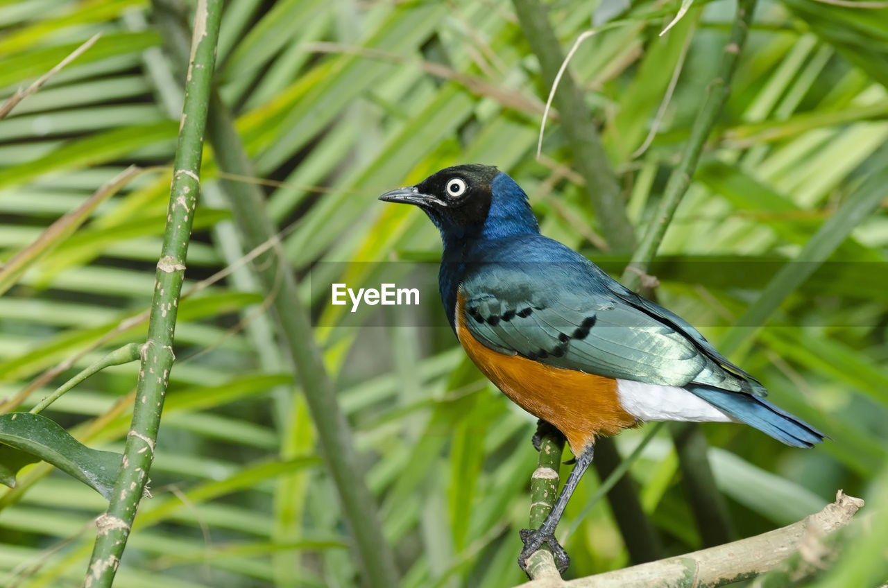 CLOSE-UP OF BIRD PERCHING ON A BRANCH