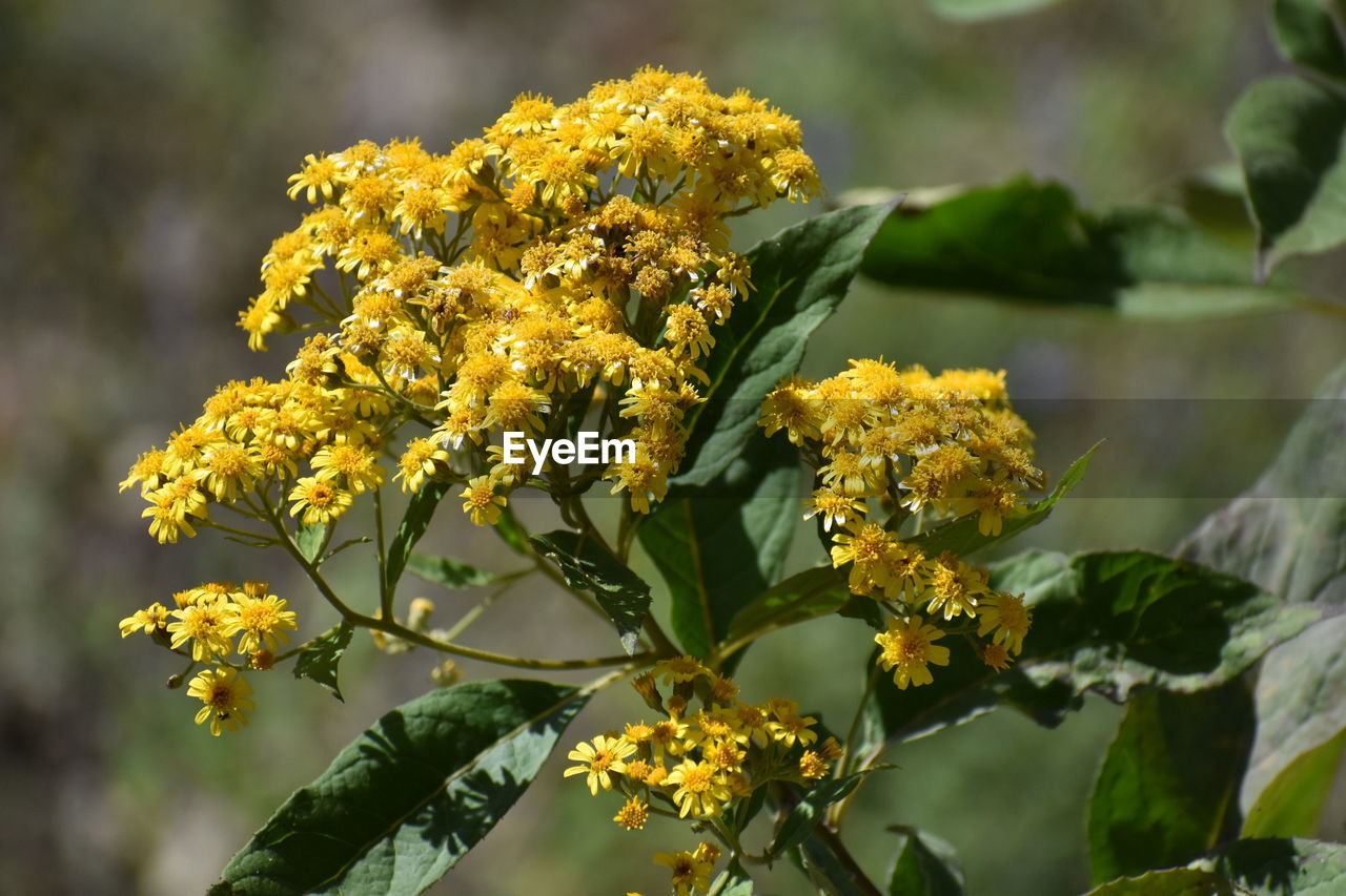 CLOSE-UP OF YELLOW FLOWER PLANT