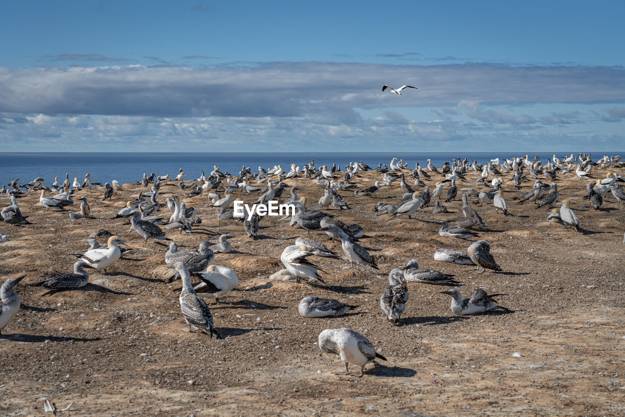 FLOCK OF BIRDS FLYING OVER SEA