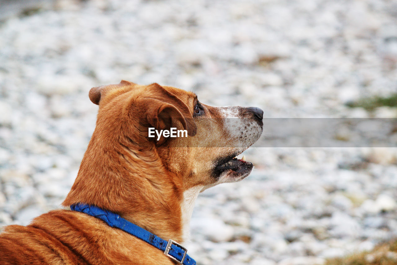 CLOSE-UP OF DOG LOOKING AWAY OUTDOORS