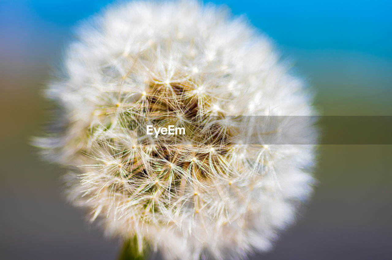 CLOSE-UP OF DANDELION AGAINST WHITE BACKGROUND