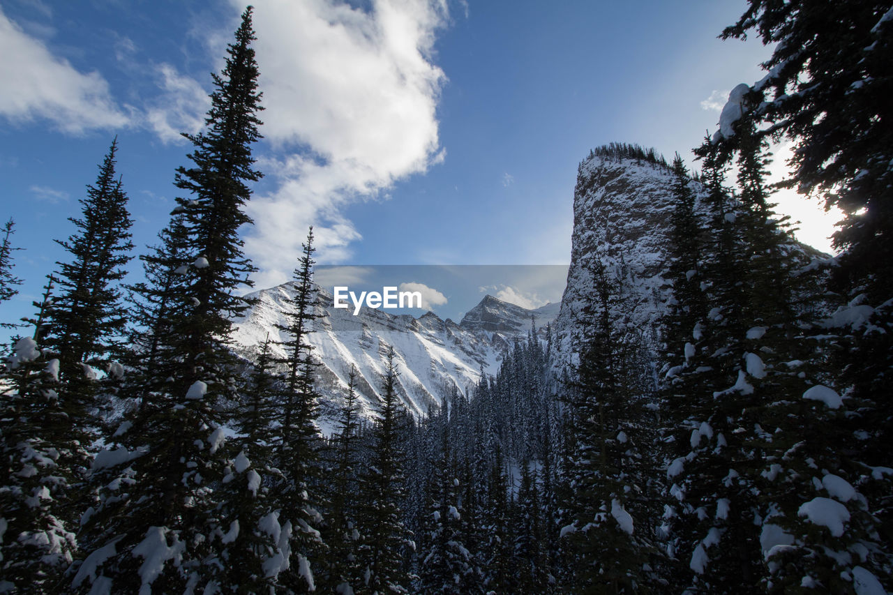 Low angle view of pine trees against sky